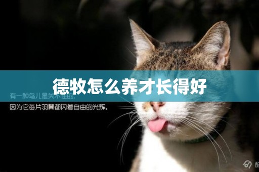 德牧怎么養才長得好