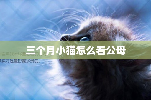 三個月小貓怎么看公母