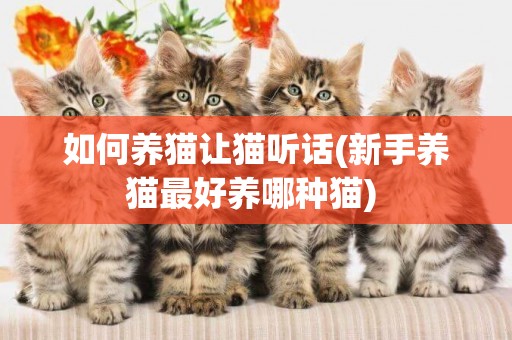 如何養貓讓貓聽話(新手養貓最好養哪種貓) 