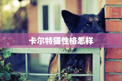 卡爾特貓性格怎樣