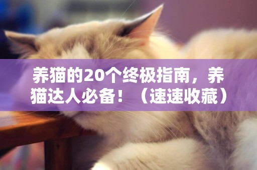 養貓的20個終極指南，養貓達人必備！（速速收藏） 