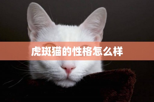 虎斑貓的性格怎么樣
