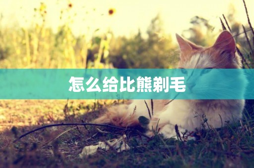 怎么給比熊剃毛