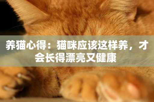養貓心得：貓咪應該這樣養，才會長得漂亮又健康 