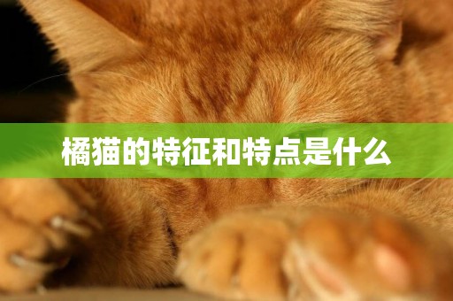 橘貓的特征和特點是什么