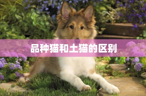 品種貓和土貓的區別