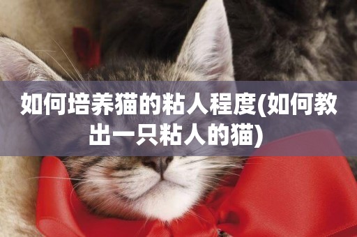 如何培養貓的粘人程度(如何教出一只粘人的貓) 