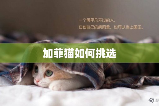 加菲貓如何挑選