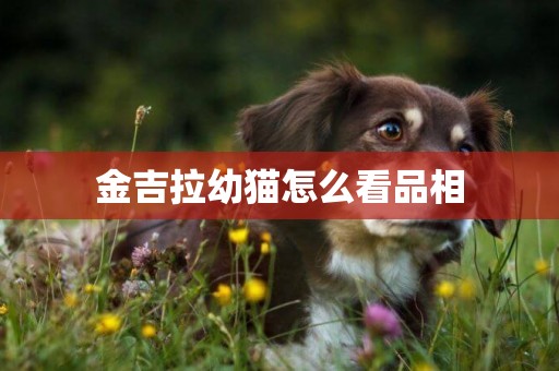 金吉拉幼貓怎么看品相