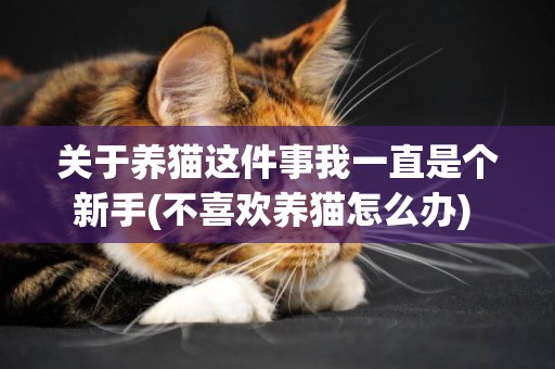 關于養貓這件事我一直是個新手(不喜歡養貓怎么辦) 