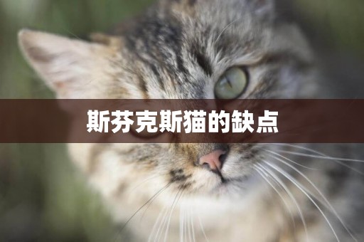 斯芬克斯貓的缺點