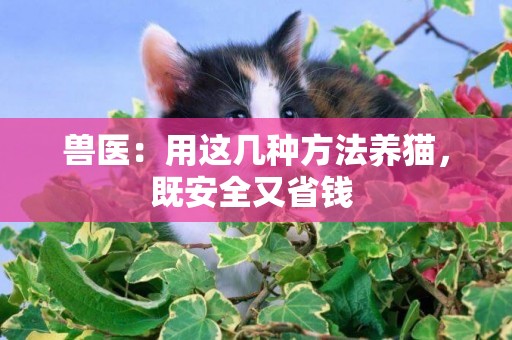 獸醫：用這幾種方法養貓，既安全又省錢 