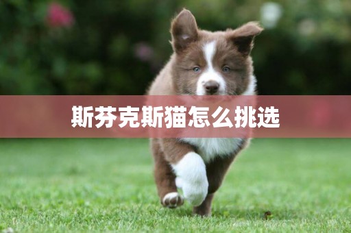 斯芬克斯貓怎么挑選