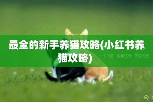 最全的新手養貓攻略(小紅書養貓攻略) 