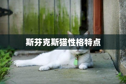 斯芬克斯貓性格特點