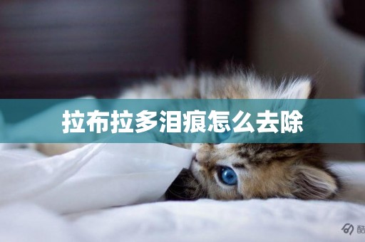 拉布拉多淚痕怎么去除