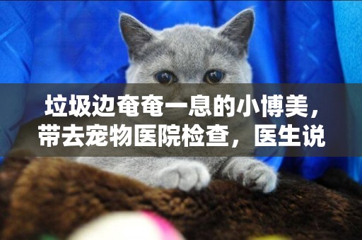 垃圾邊奄奄一息的小博美，帶去寵物醫院檢查，醫生說得了犬瘟熱 