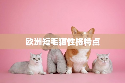 歐洲短毛貓性格特點