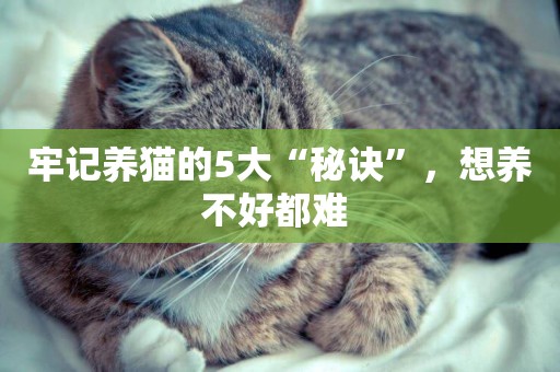 牢記養貓的5大“秘訣”，想養不好都難 