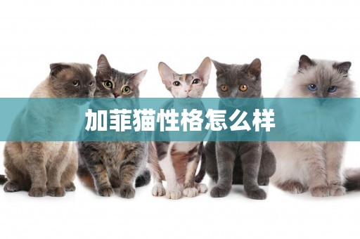 加菲貓性格怎么樣