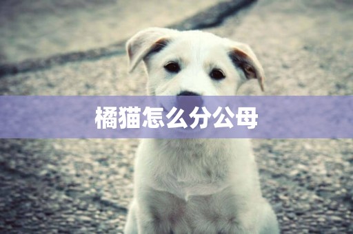 橘貓怎么分公母