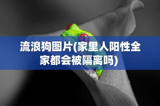 流浪狗圖片(家里人陽性全家都會被隔離嗎) 