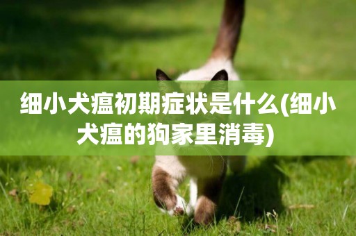 細小犬瘟初期癥狀是什么(細小犬瘟的狗家里消毒) 