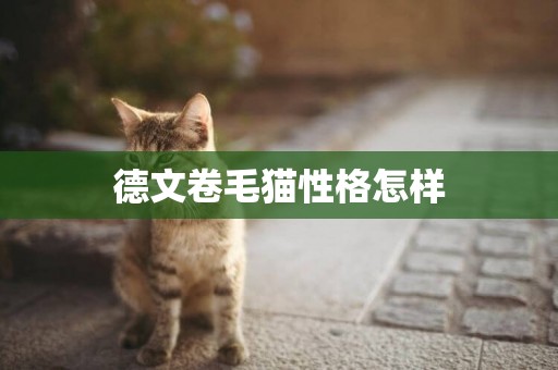 德文卷毛貓性格怎樣