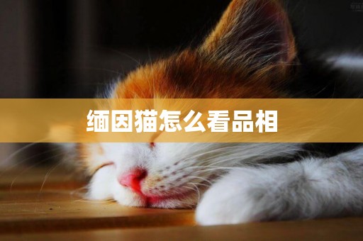 緬因貓怎么看品相