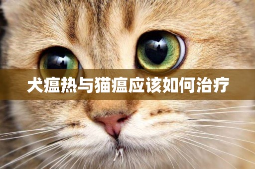 犬瘟熱與貓瘟應該如何治療