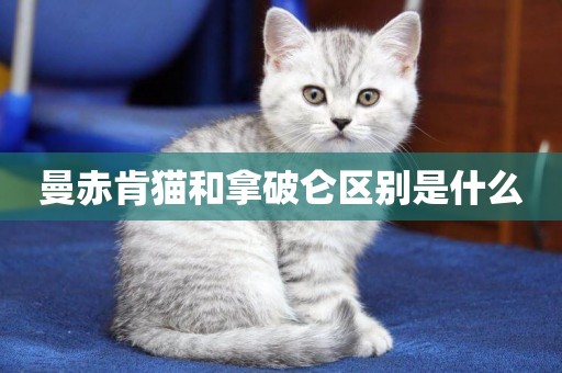 曼赤肯貓和拿破侖區別是什么