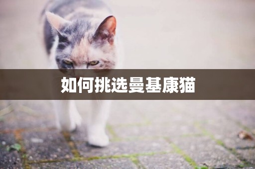 如何挑選曼基康貓