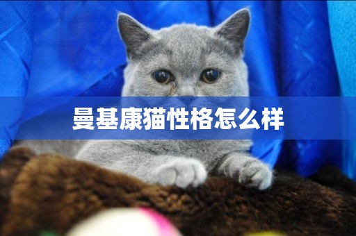 曼基康貓性格怎么樣