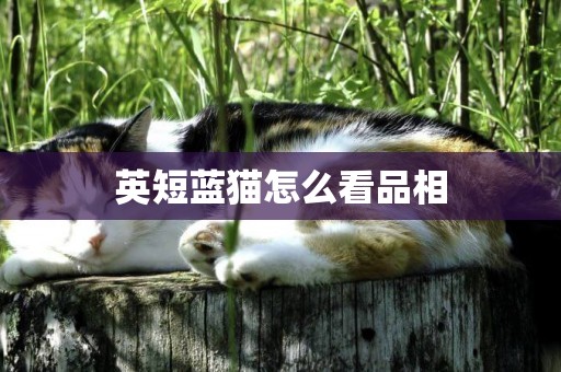 英短藍貓怎么看品相