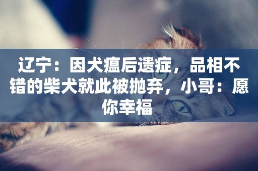 遼寧：因犬瘟后遺癥，品相不錯的柴犬就此被拋棄，小哥：愿你幸福 