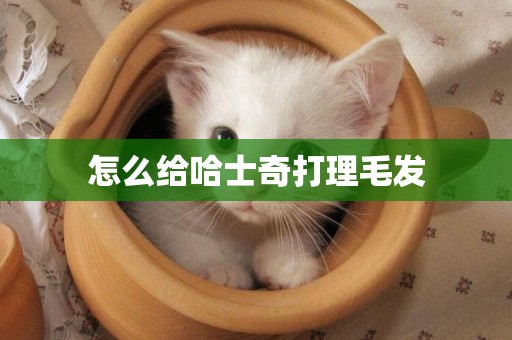 怎么給哈士奇打理毛發
