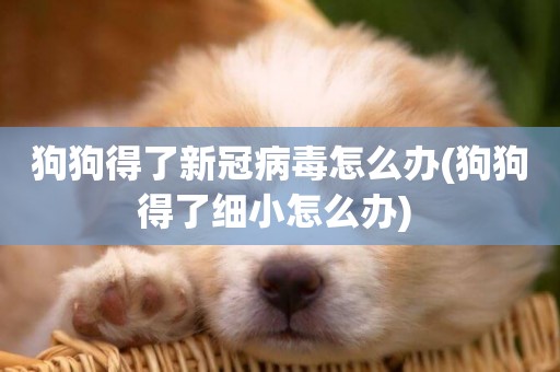 狗狗得了新冠病毒怎么辦(狗狗得了細小怎么辦) 