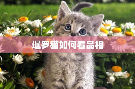 暹羅貓如何看品相