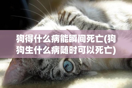狗得什么病能瞬間死亡(狗狗生什么病隨時可以死亡) 