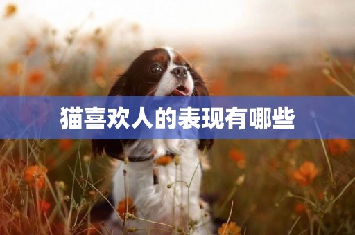 貓喜歡人的表現有哪些