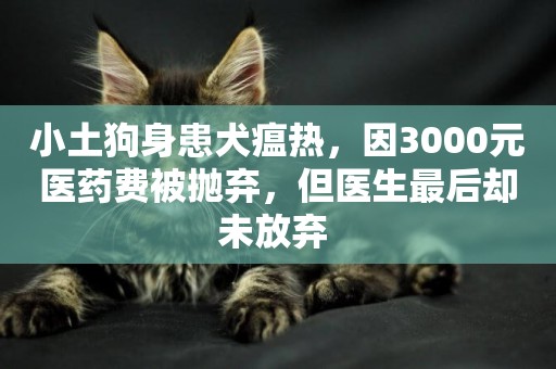 小土狗身患犬瘟熱，因3000元醫藥費被拋棄，但醫生最后卻未放棄 
