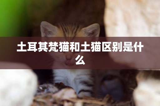 土耳其梵貓和土貓區別是什么