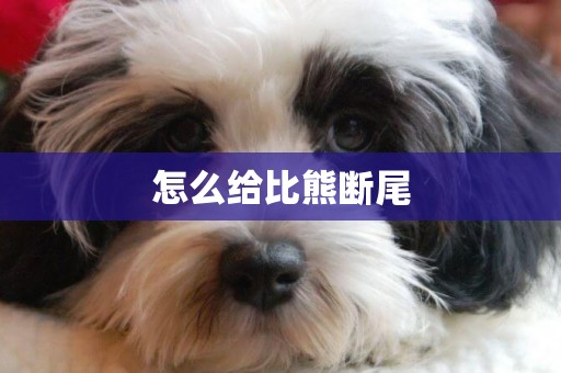 怎么給比熊斷尾