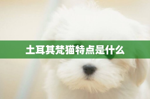 土耳其梵貓特點是什么