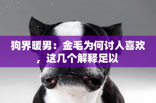 狗界暖男：金毛為何討人喜歡，這幾個解釋足以 