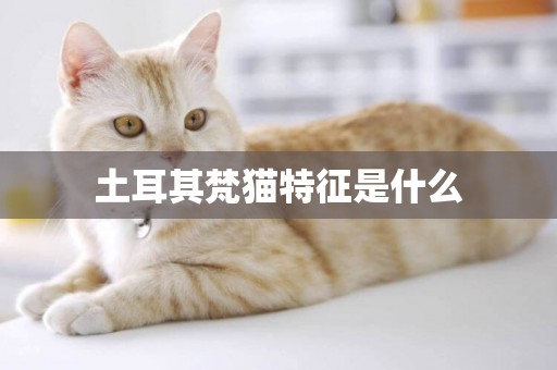 土耳其梵貓特征是什么
