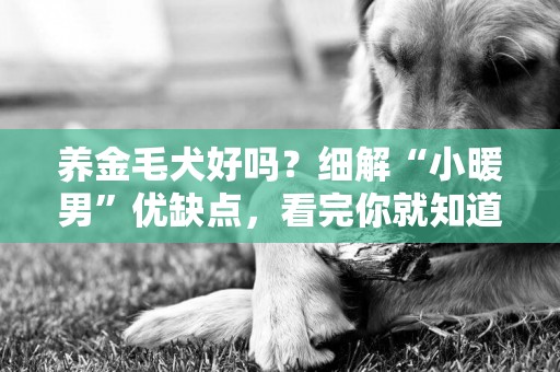 養金毛犬好嗎？細解“小暖男”優缺點，看完你就知道好不好養 