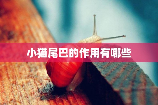 小貓尾巴的作用有哪些