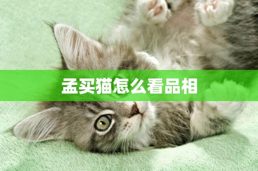 孟買貓怎么看品相