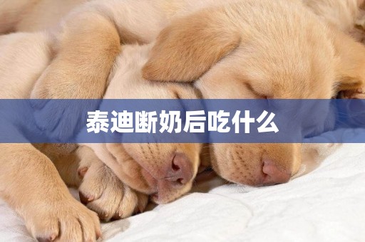 泰迪斷奶后吃什么